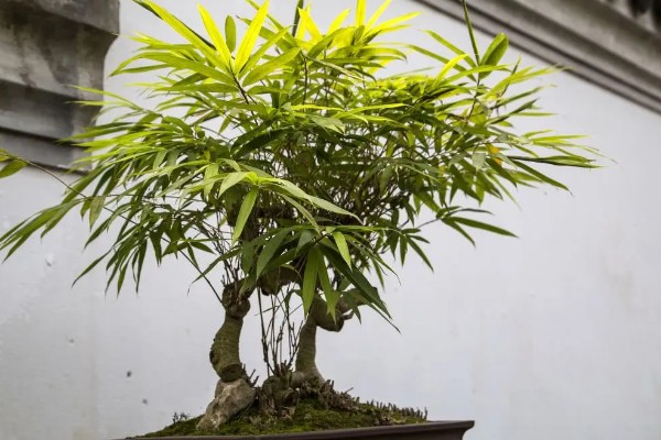 台湾竹有哪些养殖方法，每隔三天为植株浇灌一次水分