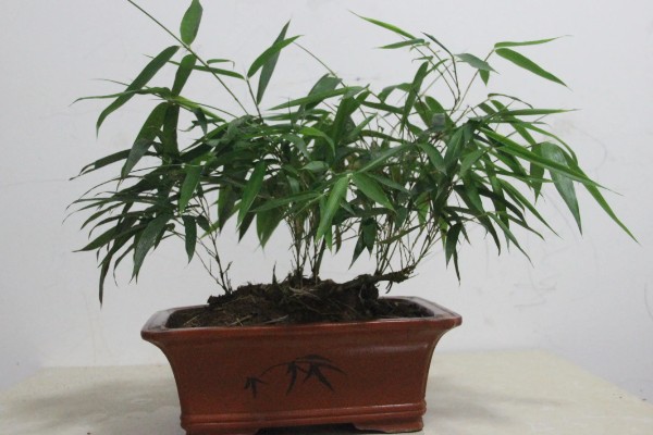 台湾竹有哪些养殖方法，每隔三天为植株浇灌一次水分