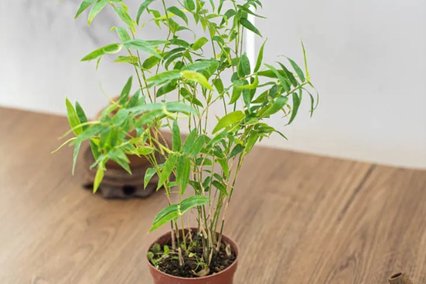 台湾竹有哪些养殖方法，每隔三天为植株浇灌一次水分