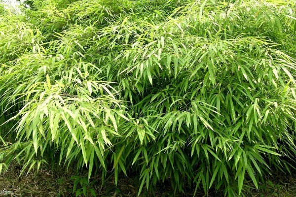 台湾竹有哪些养殖方法，每隔三天为植株浇灌一次水分