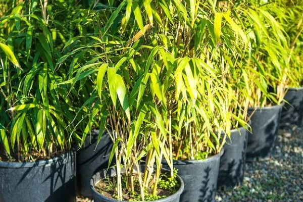 台湾竹有哪些养殖方法，每隔三天为植株浇灌一次水分