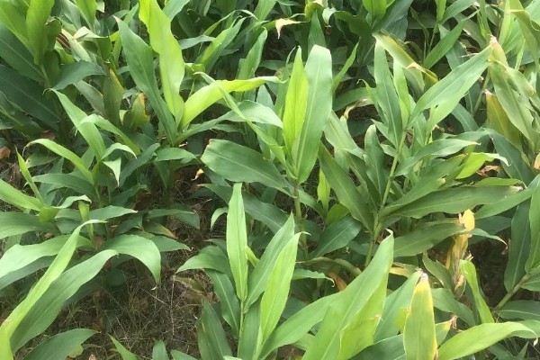 怎样养姜花，以秋季9-10月及春季2-3月种植为宜