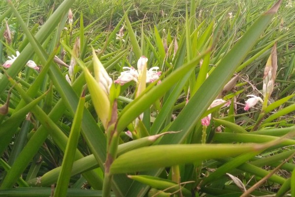 怎样养姜花，以秋季9-10月及春季2-3月种植为宜