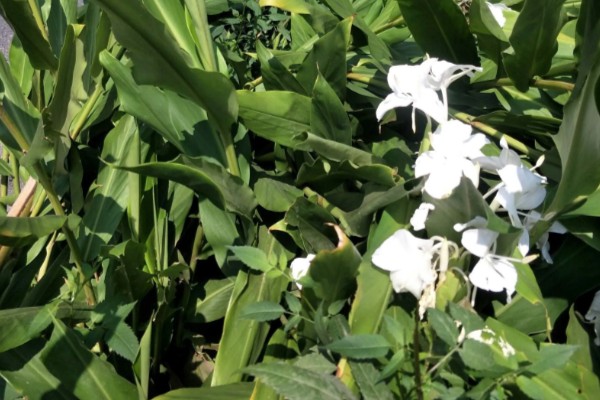 怎样养姜花，以秋季9-10月及春季2-3月种植为宜