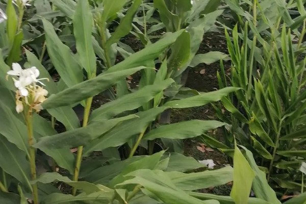 怎样养姜花，以秋季9-10月及春季2-3月种植为宜