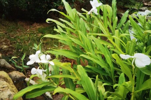 怎样养姜花，以秋季9-10月及春季2-3月种植为宜