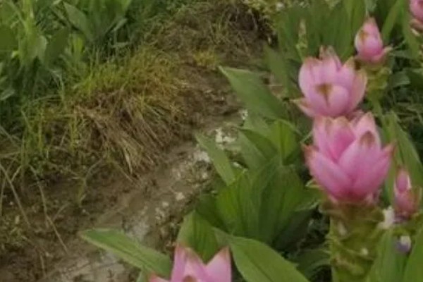 怎样养姜花，以秋季9-10月及春季2-3月种植为宜