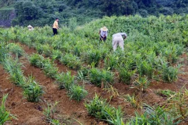 怎样养姜花，以秋季9-10月及春季2-3月种植为宜