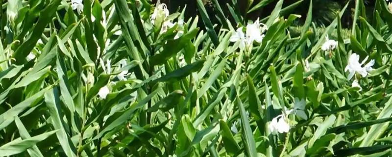 怎样养姜花，以秋季9-10月及春季2-3月种植为宜