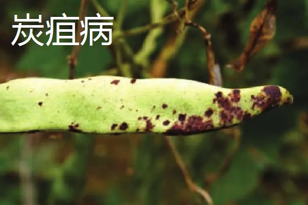 菜豆病虫害怎么防治，发生炭疽病可喷施炭疽灵等药物