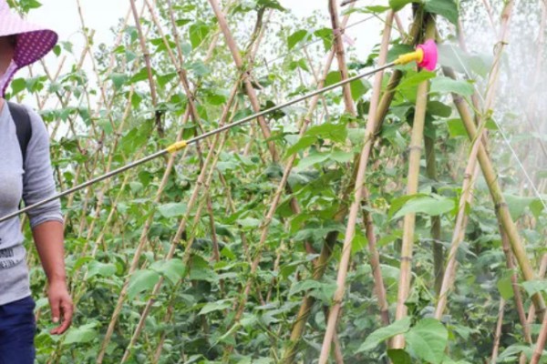 菜豆病虫害怎么防治，发生炭疽病可喷施炭疽灵等药物