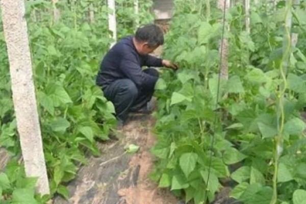 菜豆病虫害怎么防治，发生炭疽病可喷施炭疽灵等药物