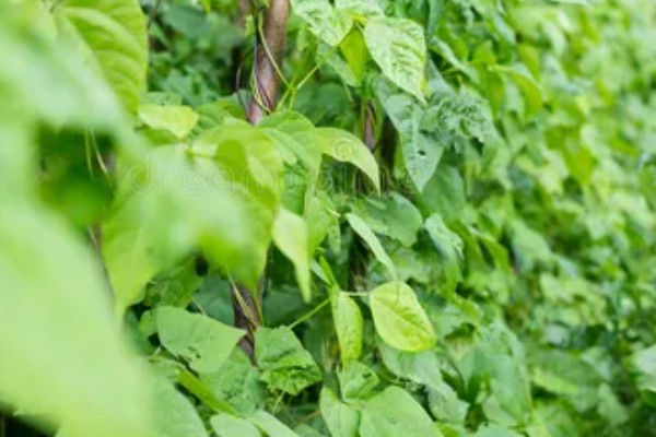 菜豆病虫害怎么防治，发生炭疽病可喷施炭疽灵等药物