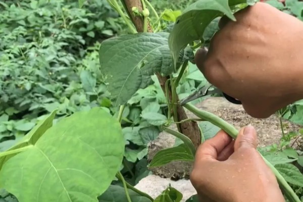 菜豆病虫害怎么防治，发生炭疽病可喷施炭疽灵等药物