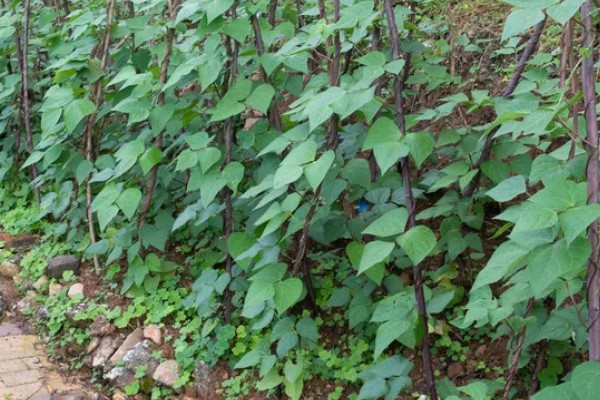 菜豆病虫害怎么防治，发生炭疽病可喷施炭疽灵等药物