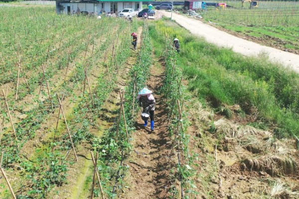 菜豆病虫害怎么防治，发生炭疽病可喷施炭疽灵等药物