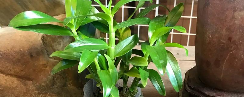 石斛花的养殖方法，生长期间每隔一个月施一次液肥