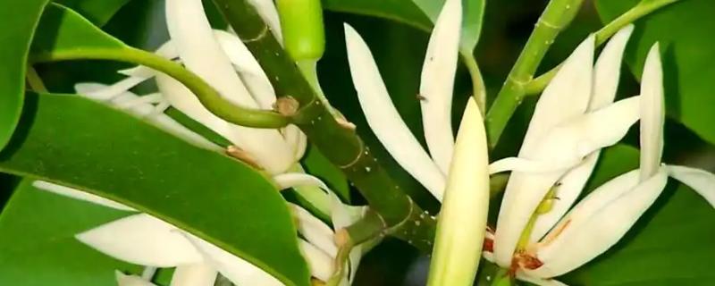 养好白兰花的方法，生长旺季每隔半个月追肥一次