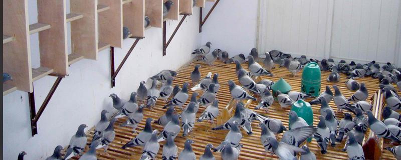 建造简易鸽舍的方法，使用泡沫箱、砖头等材料