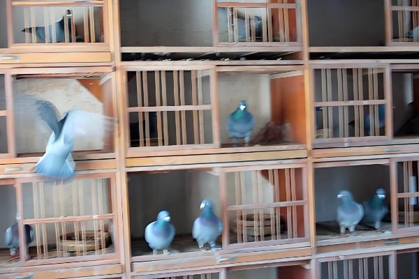 建造简易鸽舍的方法，使用泡沫箱、砖头等材料