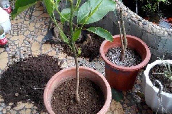 养好白兰花的方法,生长旺季每隔半个月追肥一次