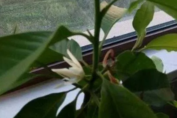 养好白兰花的方法,生长旺季每隔半个月追肥一次