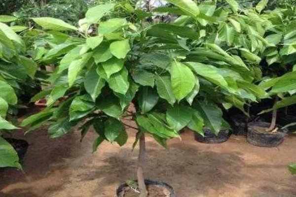 养好白兰花的方法,生长旺季每隔半个月追肥一次