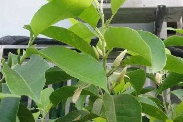 养好白兰花的方法,生长旺季每隔半个月追肥一次