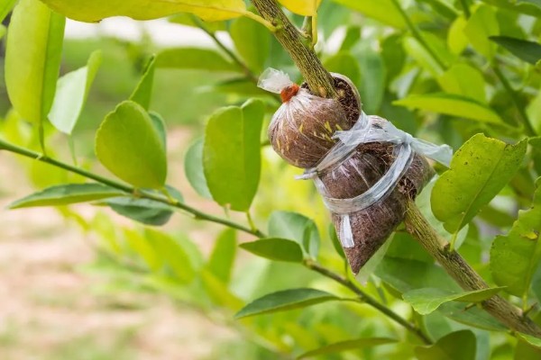 养好白兰花的方法,生长旺季每隔半个月追肥一次