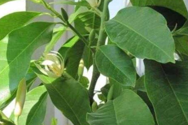 养好白兰花的方法,生长旺季每隔半个月追肥一次