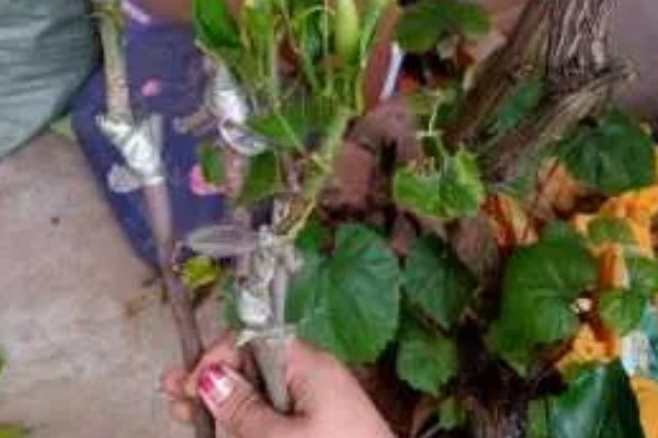 养好白兰花的方法,生长旺季每隔半个月追肥一次