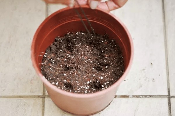 养好白兰花的方法,生长旺季每隔半个月追肥一次