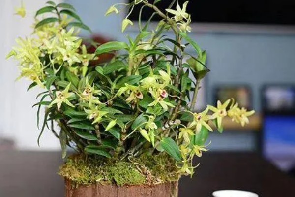 石斛花的养殖方法，生长期间每隔一个月施一次液肥