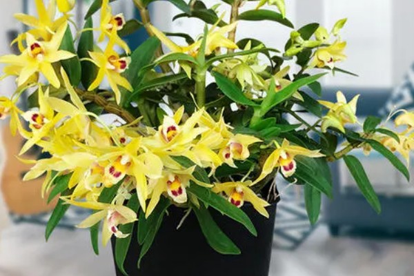 石斛花的养殖方法，生长期间每隔一个月施一次液肥