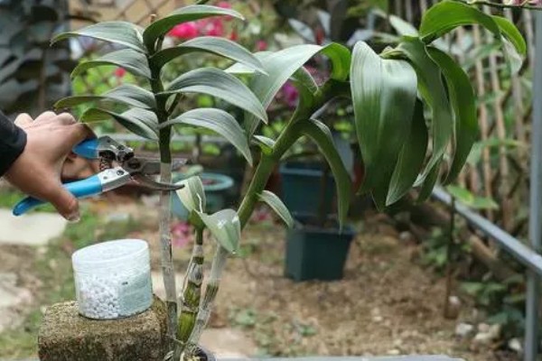 石斛花的养殖方法，生长期间每隔一个月施一次液肥