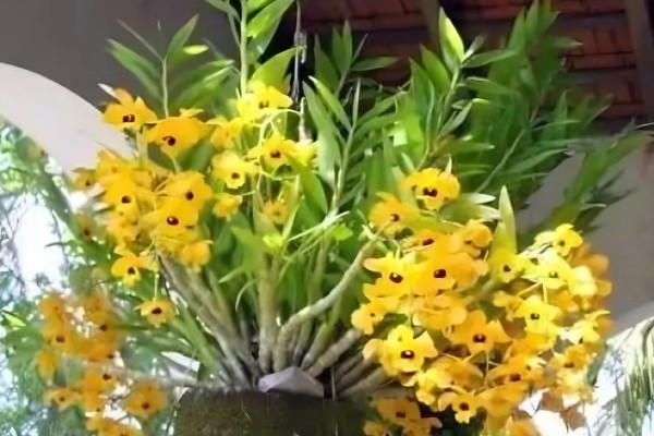 石斛花的养殖方法，生长期间每隔一个月施一次液肥