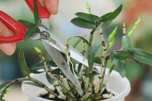 石斛花的养殖方法，生长期间每隔一个月施一次液肥