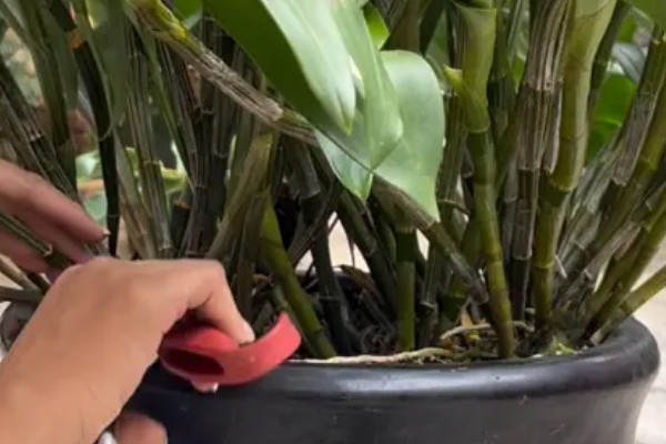 石斛花的养殖方法，生长期间每隔一个月施一次液肥