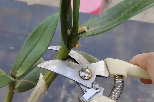 石斛花的养殖方法，生长期间每隔一个月施一次液肥