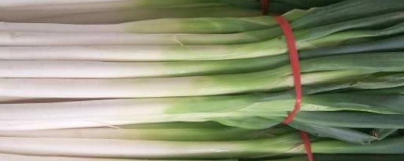 大葱如何收获，进入葱白充实期即可收获