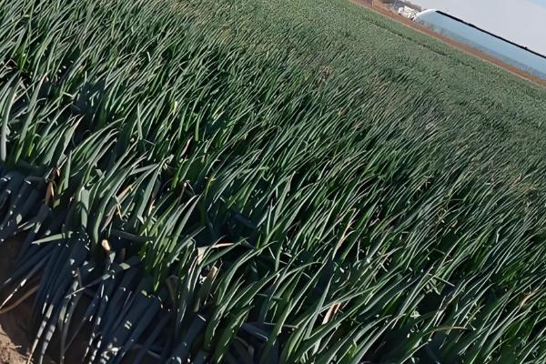 大葱如何收获，进入葱白充实期即可收获