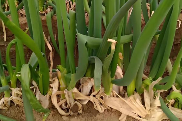 大葱如何收获，进入葱白充实期即可收获