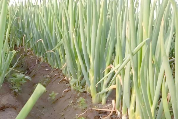 大葱如何收获，进入葱白充实期即可收获