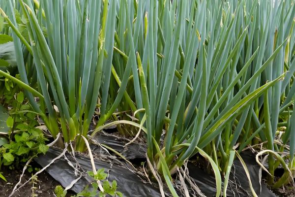 大葱如何收获，进入葱白充实期即可收获