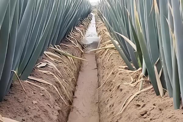 大葱如何收获，进入葱白充实期即可收获