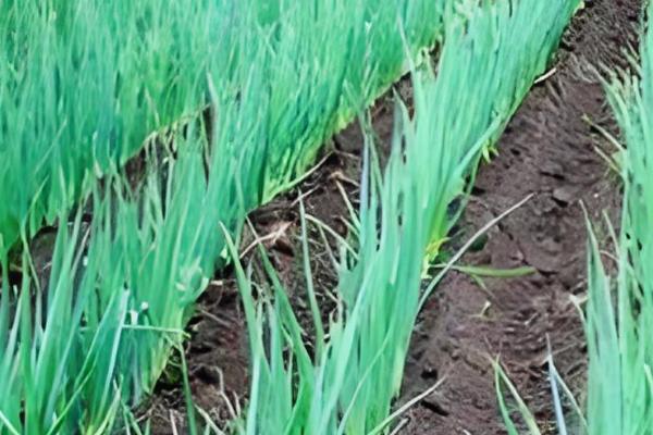 大葱如何收获，进入葱白充实期即可收获