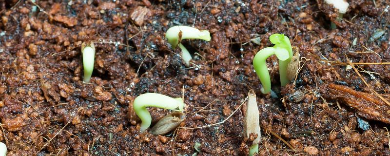 烂种的含义，种子还未发芽或刚发芽就腐烂