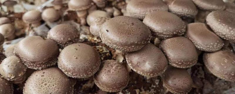 菌类的种类，常见的有香菇、草菇等