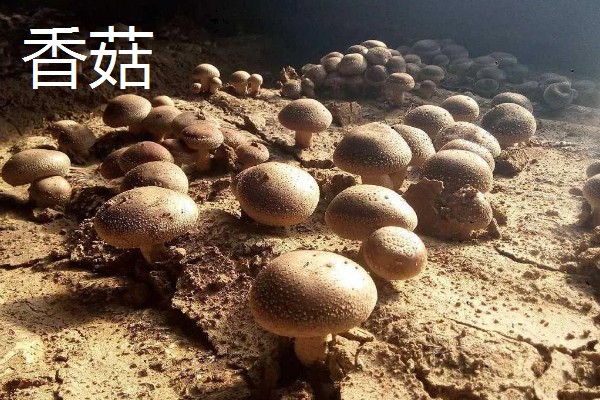 菌类的种类，常见的有香菇、草菇等