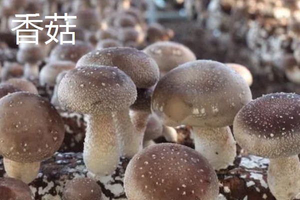 菌类的种类，常见的有香菇、草菇等